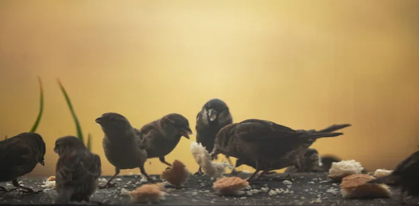 Группа Птиц Дикой Природе — стоковое фото