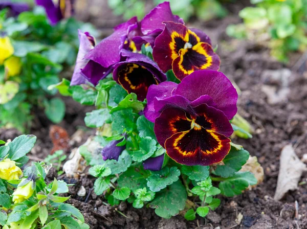 colorful pansies in the garden in the spring time