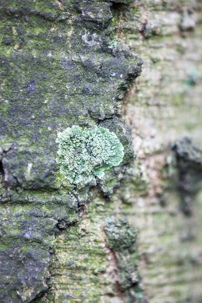 Musgo Verde Casca Árvore — Fotografia de Stock