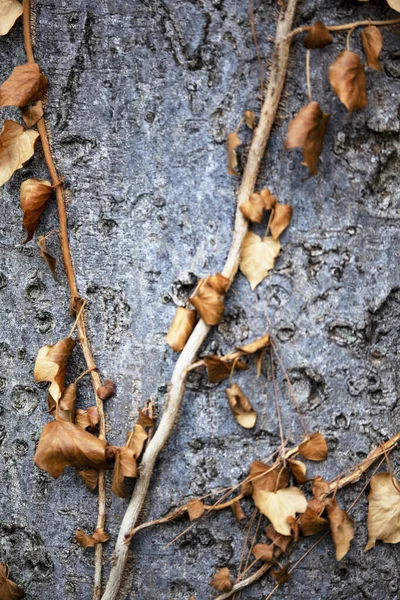 Folhas Secas Uma Parede Pedra — Fotografia de Stock