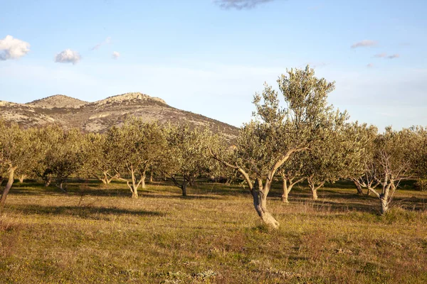 Olivos Provincia Granada Sur España — Foto de Stock