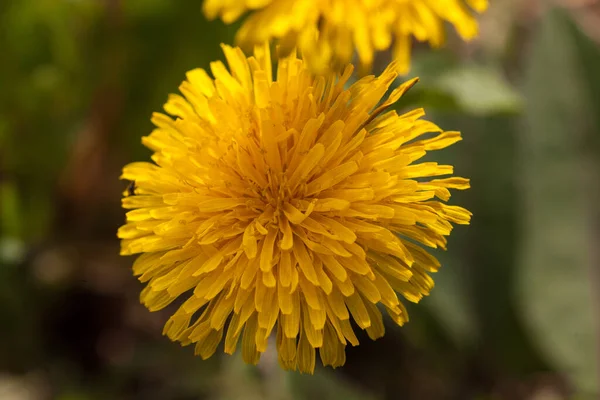 Karahindiba Çiçekleri Bitki Örtüsü Bitki Örtüsü — Stok fotoğraf