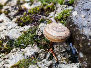 Taş üstünde salyangoz 