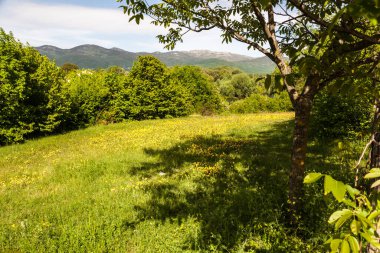 Dağlarda yaz manzarası 