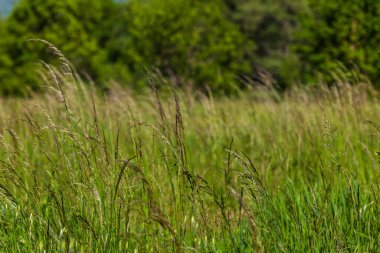 Ormanda güzel çiçekler 