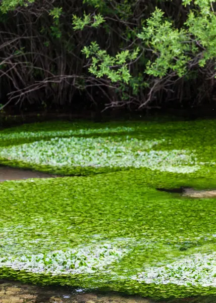 Gröna Blad Och Vatten Skogen — Stockfoto
