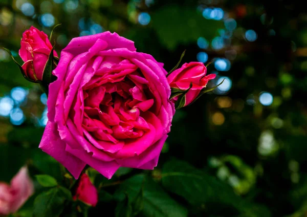 Krásné Růžové Růže Zahradě — Stock fotografie