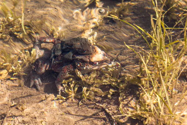 Crabe Sur Une Plage Sable Fin Floride — Photo