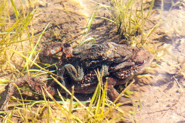 Лягушка Воде Летом — стоковое фото