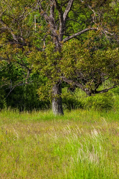 Träd Våren Vacker Foto Digital Bild — Stockfoto