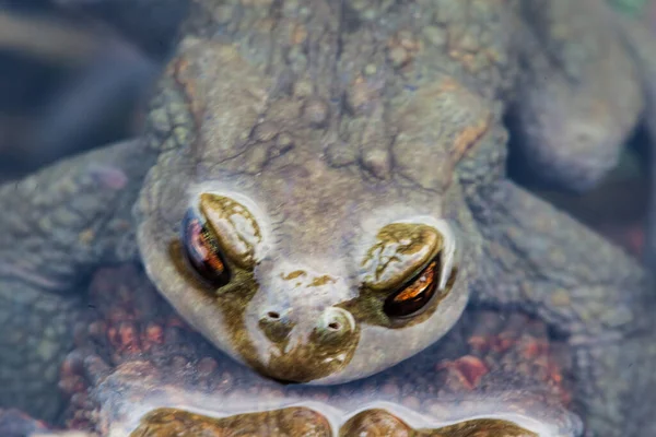 Закрыть Лягушку — стоковое фото