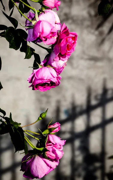 背景模糊的美丽的玫瑰花 夏天的概念 — 图库照片