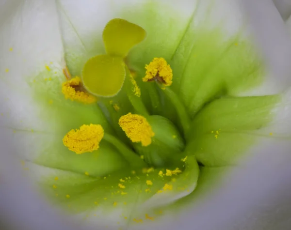 Weiße Blume Mit Gelber Tulpe — Stockfoto