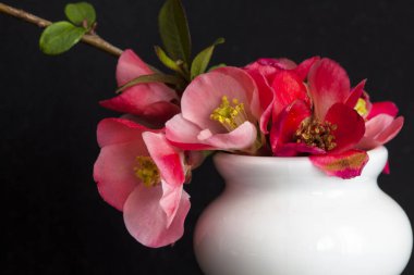 Güzel elma ağacı çiçekleri 