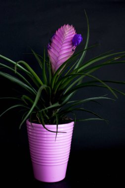 Güzel botanik fotoğrafı, doğal duvar kağıdı. 