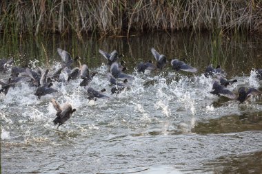 Sudaki ördek sürüsü 