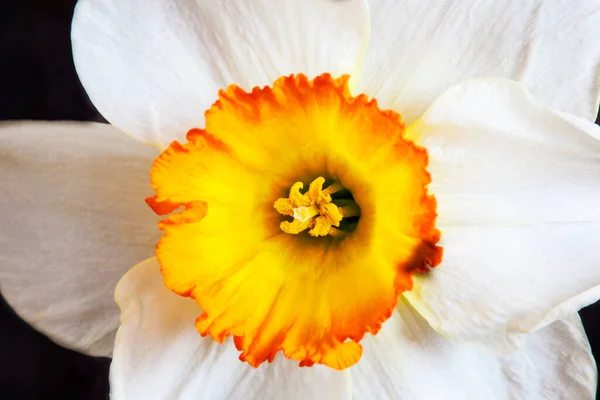 Flor Tulipán Amarillo Cerca — Foto de Stock