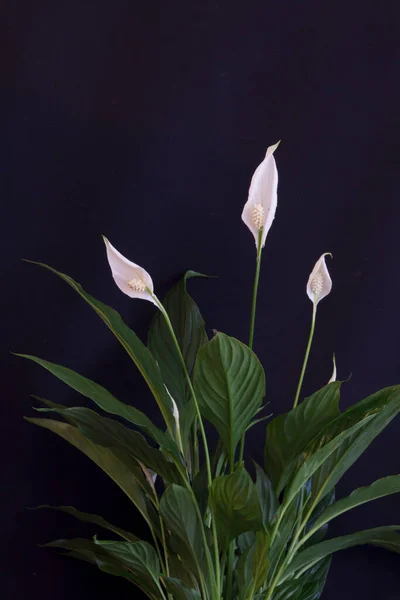 Lily Beyaz Çiçek — Stok fotoğraf
