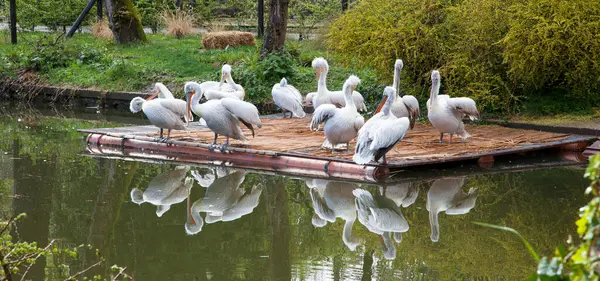 White Swans Pond — Stock Photo, Image