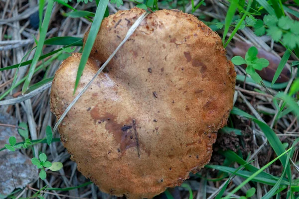 Boletus Dulis Porcini Mushroom — Zdjęcie stockowe