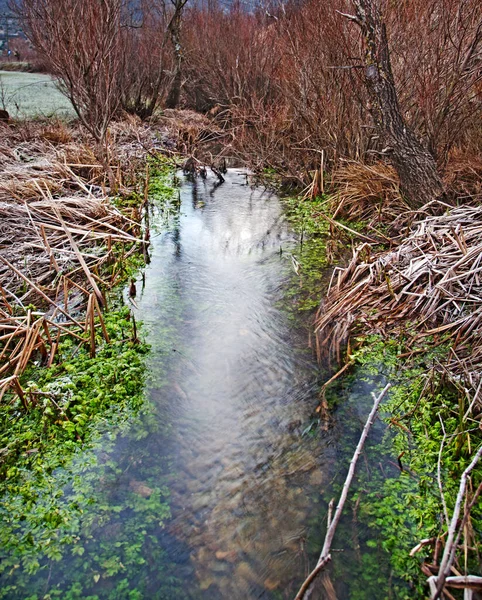 Mała Rzeka Mały Potok Lesie — Zdjęcie stockowe