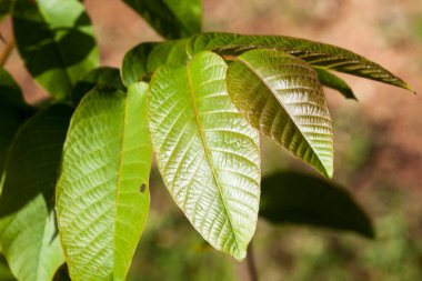 Bulanık arkaplanda bir ağacın yeşil yapraklarının yakın plan görüntüsü. 