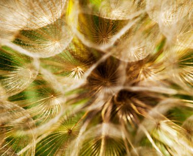 Karahindiba tohumları yakın. 