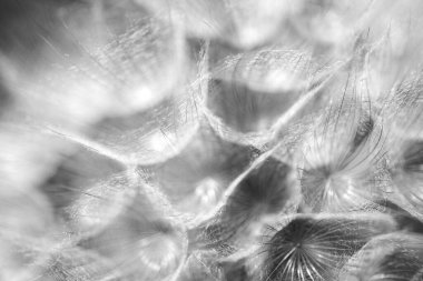 karahindiba tohum makro arka plan 