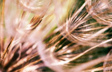 Rüzgarda karahindiba olan soyut bir arkaplan 