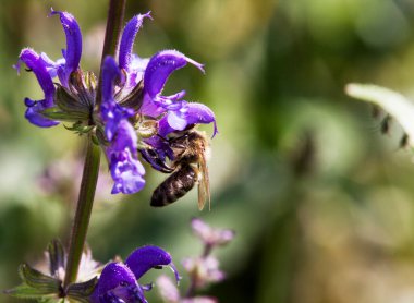 Bir çiçeğin üzerindeki arıya yaklaş. 
