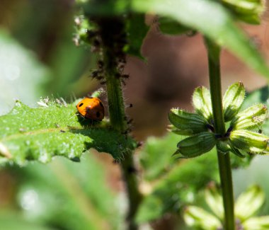 yeşil yapraklı kırmızı böcek, doğa arka planı 
