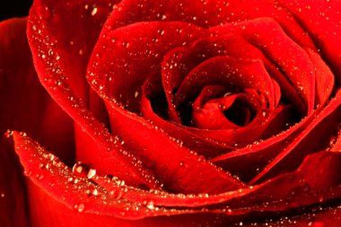 Kırmızı gül, yaklaş. 