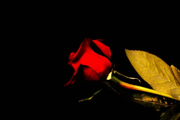 Róża Czarnym Tle — Zdjęcie stockowe