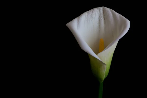 white calla lily isolated on black background, closeup