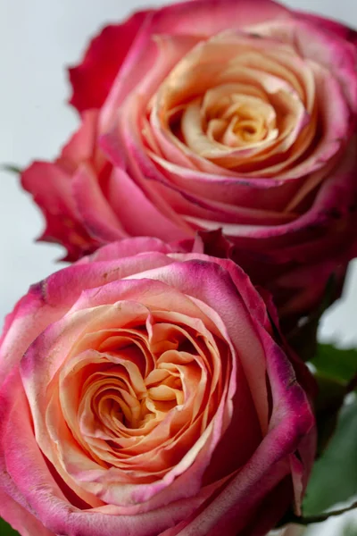 白色背景上美丽的粉红色玫瑰 宏观照片 — 图库照片