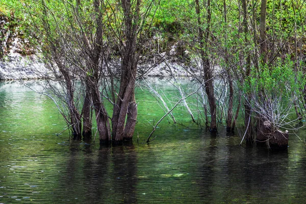 Râu Frumos Pădure — Fotografie, imagine de stoc
