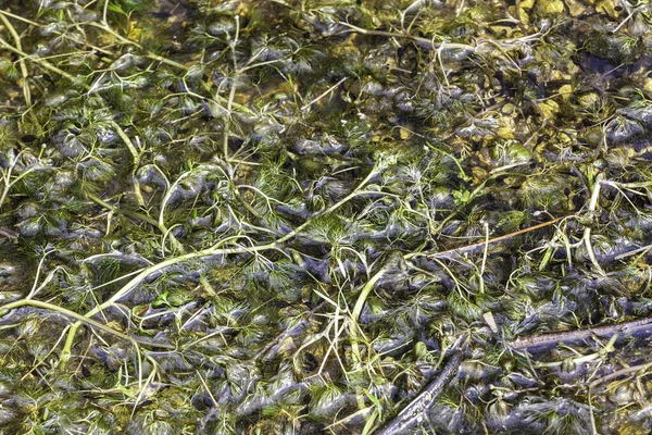 Grönt Gräs Vattnet — Stockfoto