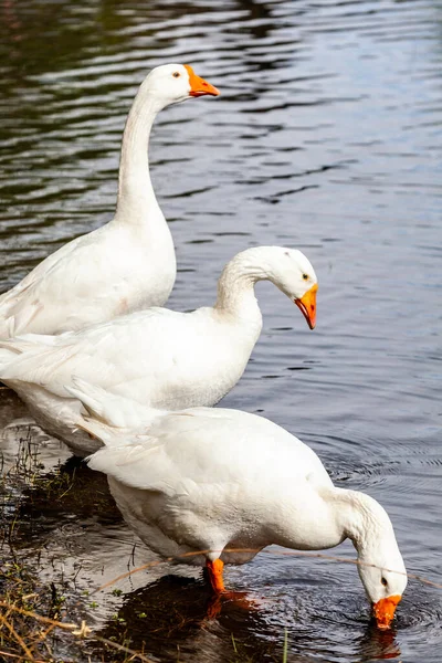 Patos Brancos Lago — Fotografia de Stock