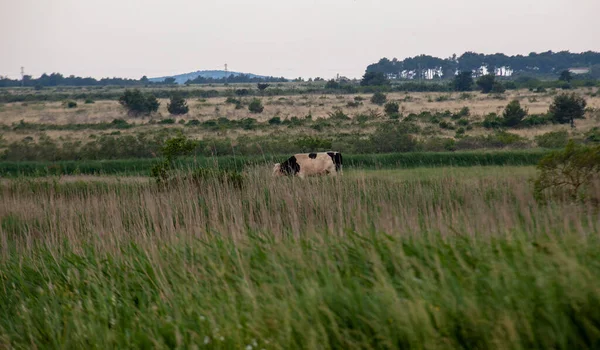 Vaca Campo Hierba Verano Pueblo Los Países Bajos —  Fotos de Stock