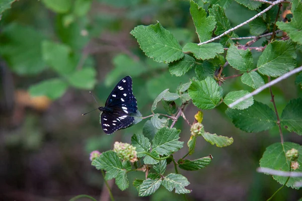 Schmetterling Auf Einem Blatt Eines Busches — Stockfoto