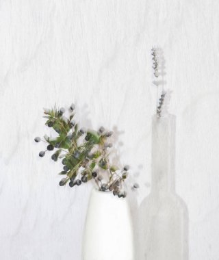 Vazoda beyaz arka plan üzerinde beyaz çiçekler 