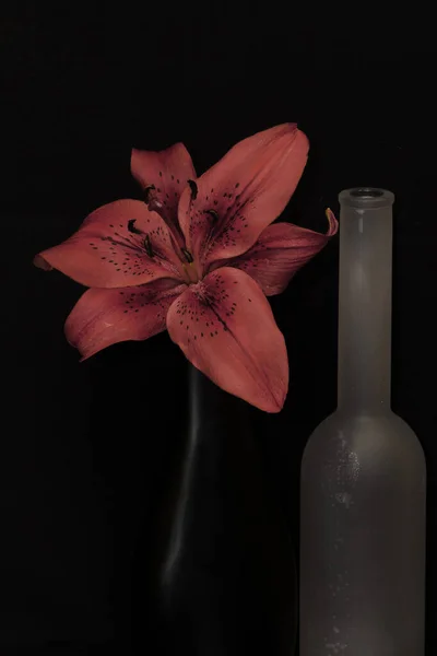 Natura Morta Con Una Bottiglia Vino Rosso — Foto Stock