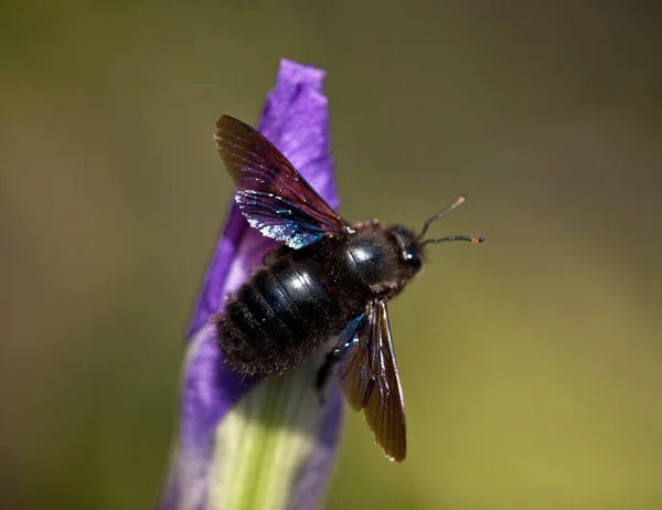 Nahaufnahme Einer Fliege Auf Einer Blume — Stockfoto
