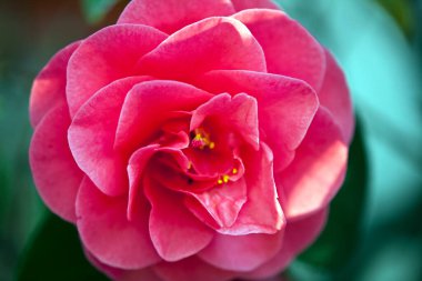 Bahçedeki pembe çiçek 