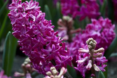 Bahçede sümbüller açıyor.. 