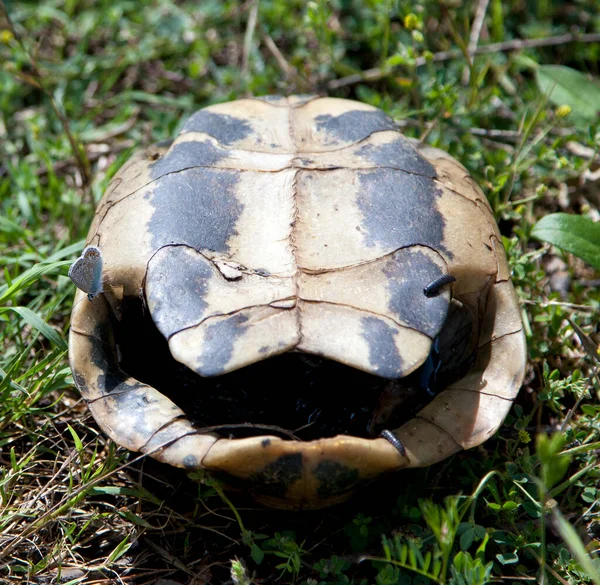 Eine Große Schildkröte Ist Ein Großer Schildkrötenkopf Einem Tier — Stockfoto