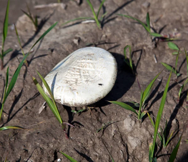 Mushroom Grass — Stock Photo, Image