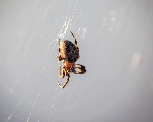 Toile Araignée Insecte Animal — Photo