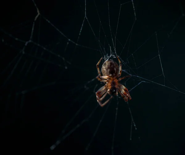 蜘蛛网上黑色背景的蜘蛛 — 图库照片