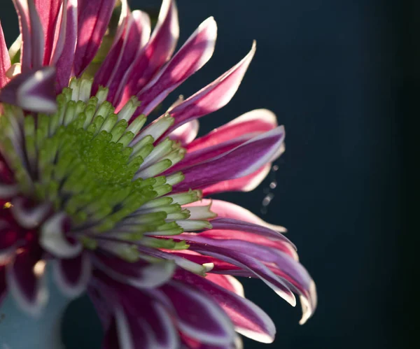 Nahaufnahme Einer Lila Gänseblümchenblume — Stockfoto